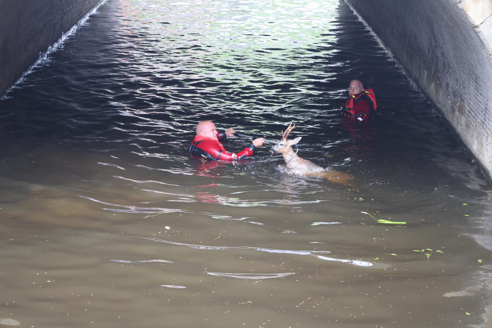 Ree gered door brandweerduikers uit stadsgracht