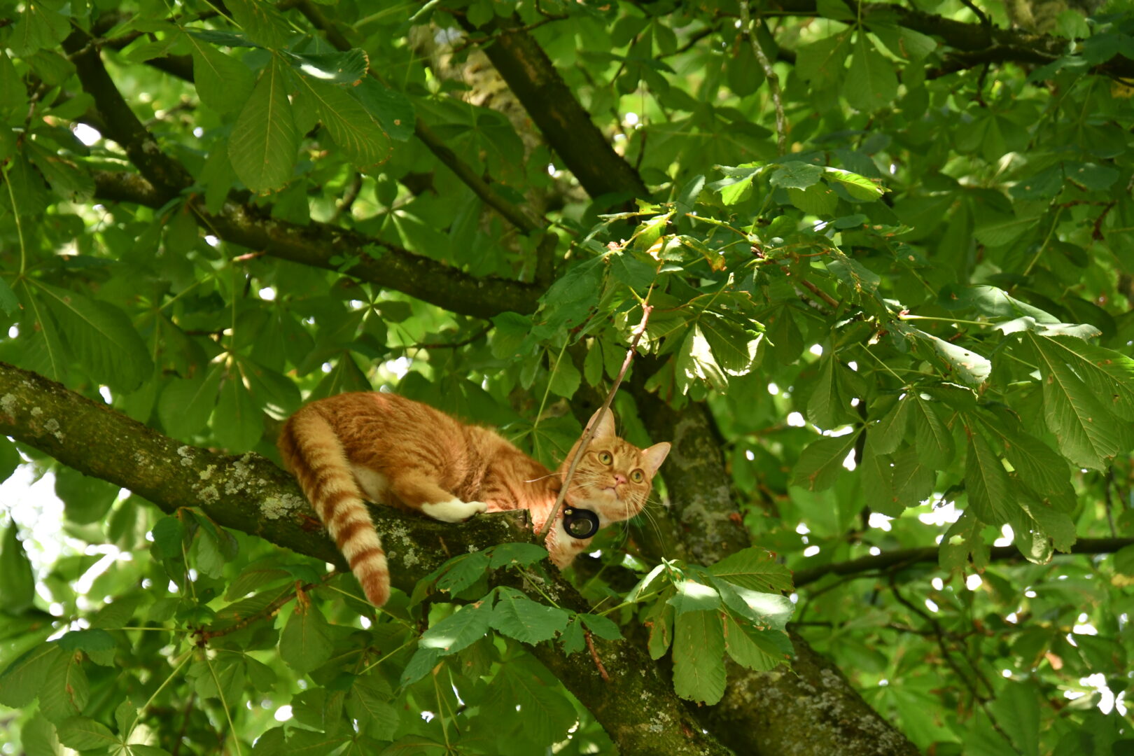 Brandweer redt kat Mollie uit boom