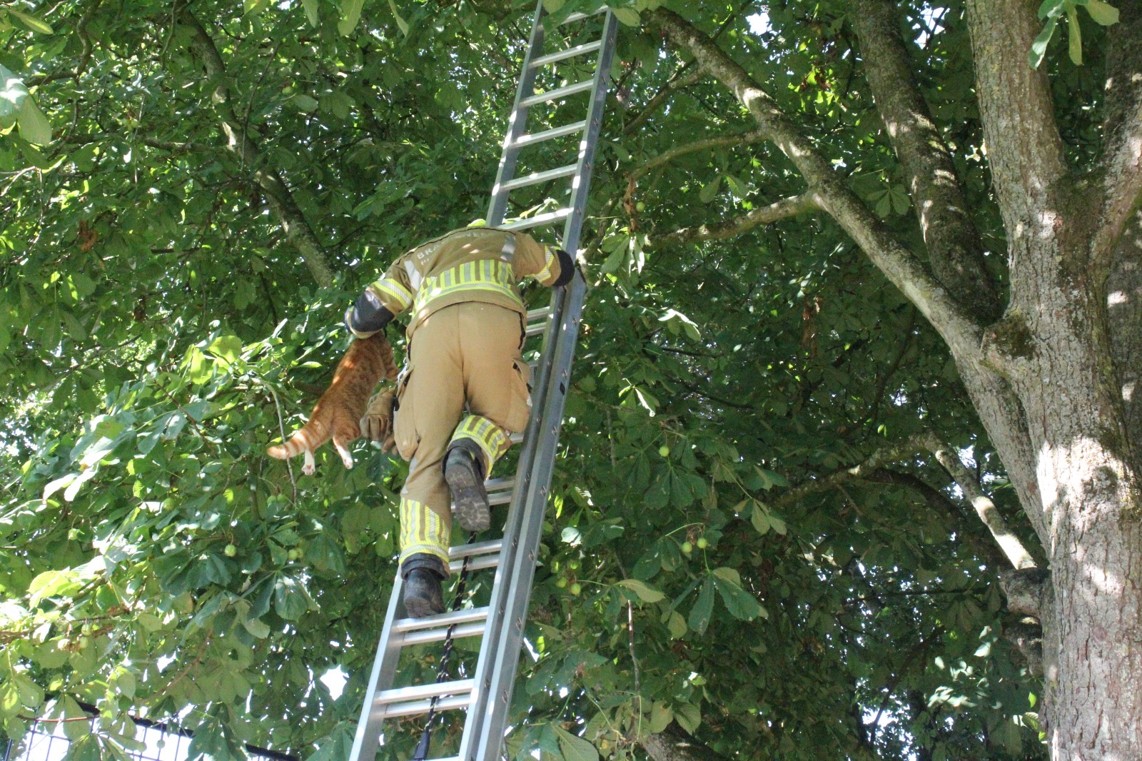 Kat opnieuw door brandweer uit boom gehaald