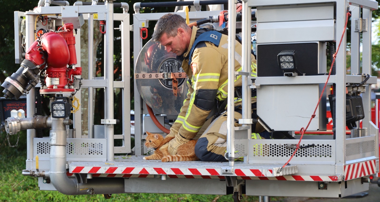 Kat Ollie voor de derde keer uit boom gehaald door brandweer