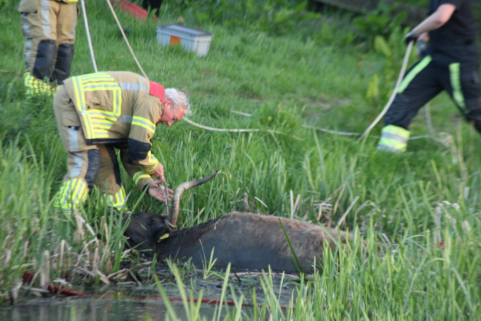 Schotse hooglander te water in Leeuwarder bos