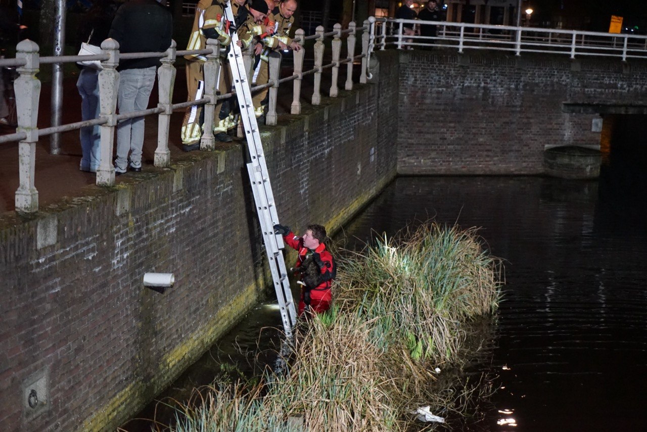 Brandweerduikers redden kat uit stadsgracht