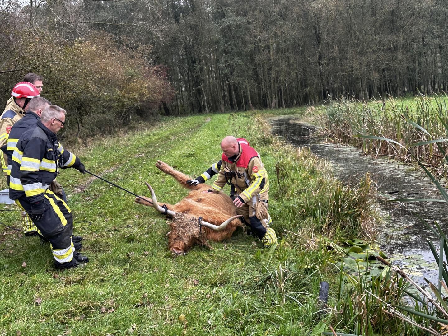 Schotse Hooglander te water in Leeuwarder bos