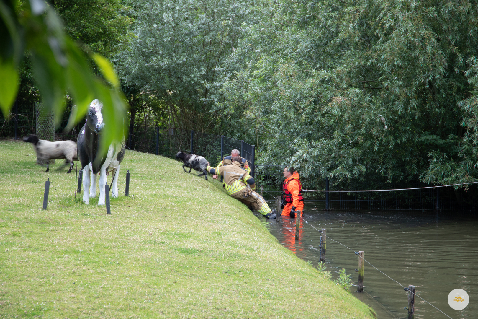 Schaap valt in het water