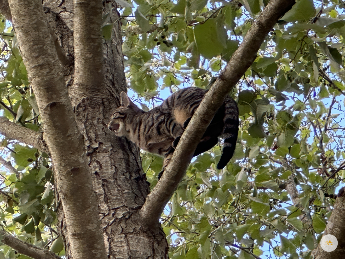 Brandweer ingezet voor kitten in de boom
